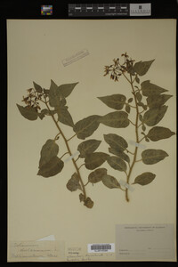 Image Associated With the Occurrence