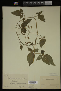 Solanum dulcamara image