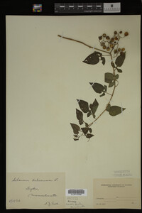 Image Associated With the Occurrence