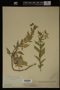 Solanum dulcamara image