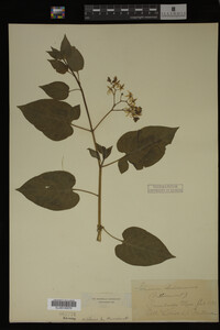 Image Associated With the Occurrence
