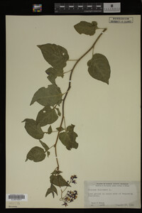 Solanum dulcamara image