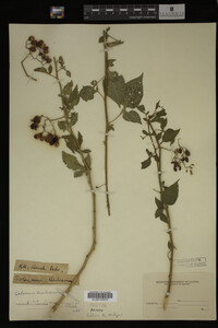 Image Associated With the Occurrence