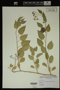 Image Associated With the Occurrence