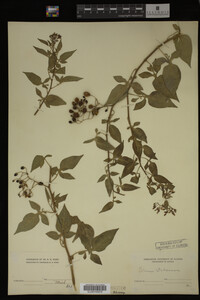 Image Associated With the Occurrence