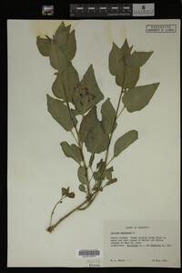 Solanum dulcamara image