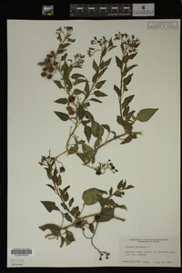Solanum dulcamara image