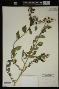 Image Associated With the Occurrence