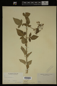 Solanum dulcamara image