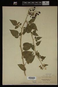 Image Associated With the Occurrence
