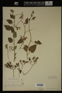 Solanum dulcamara image
