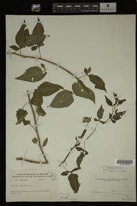 Image Associated With the Occurrence