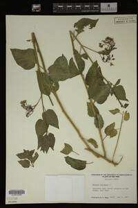 Image Associated With the Occurrence