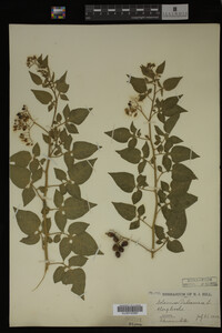Image Associated With the Occurrence