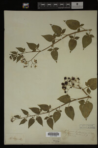 Image Associated With the Occurrence