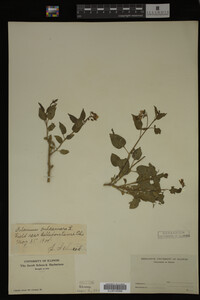 Solanum dulcamara image