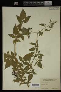 Image Associated With the Occurrence