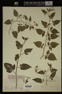 Solanum dulcamara image