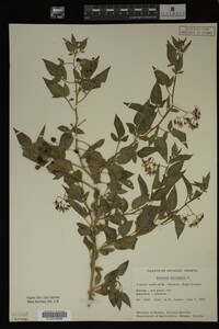 Image Associated With the Occurrence