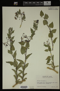 Image Associated With the Occurrence