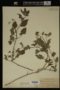 Image Associated With the Occurrence