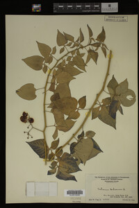 Solanum dulcamara image