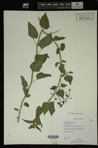 Image Associated With the Occurrence