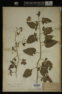 Image Associated With the Occurrence