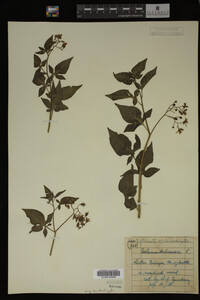 Image Associated With the Occurrence