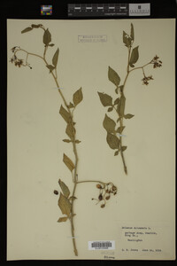 Solanum dulcamara image