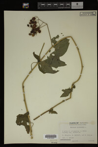 Solanum dulcamara image