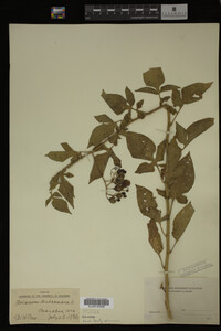 Image Associated With the Occurrence