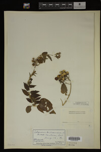 Solanum dulcamara image