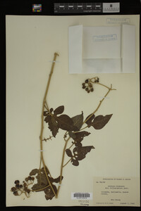 Image Associated With the Occurrence