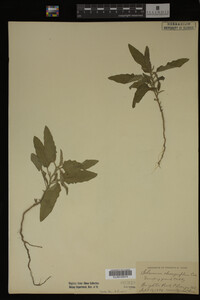 Image Associated With the Occurrence