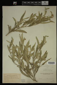 Image Associated With the Occurrence