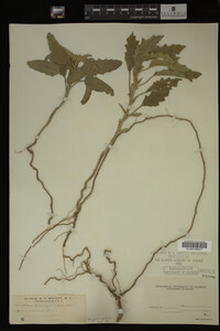 Image Associated With the Occurrence