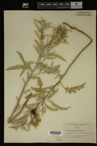 Image Associated With the Occurrence