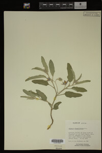 Image Associated With the Occurrence