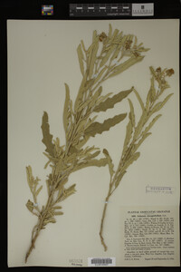 Image Associated With the Occurrence