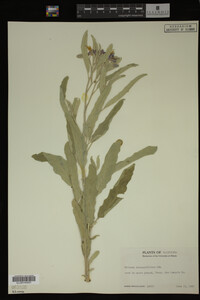 Image Associated With the Occurrence