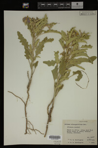 Image Associated With the Occurrence