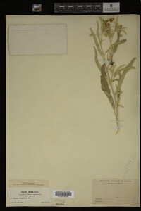 Image Associated With the Occurrence