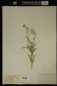 Image Associated With the Occurrence