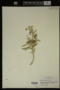 Image Associated With the Occurrence