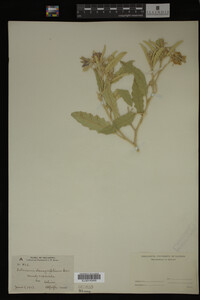 Image Associated With the Occurrence