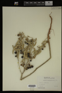Image Associated With the Occurrence