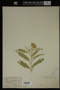Image Associated With the Occurrence