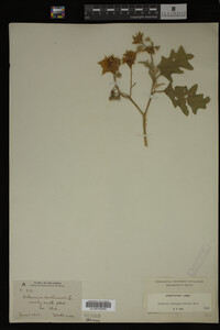 Image Associated With the Occurrence