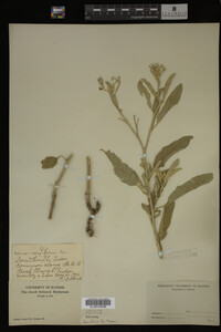 Image Associated With the Occurrence
